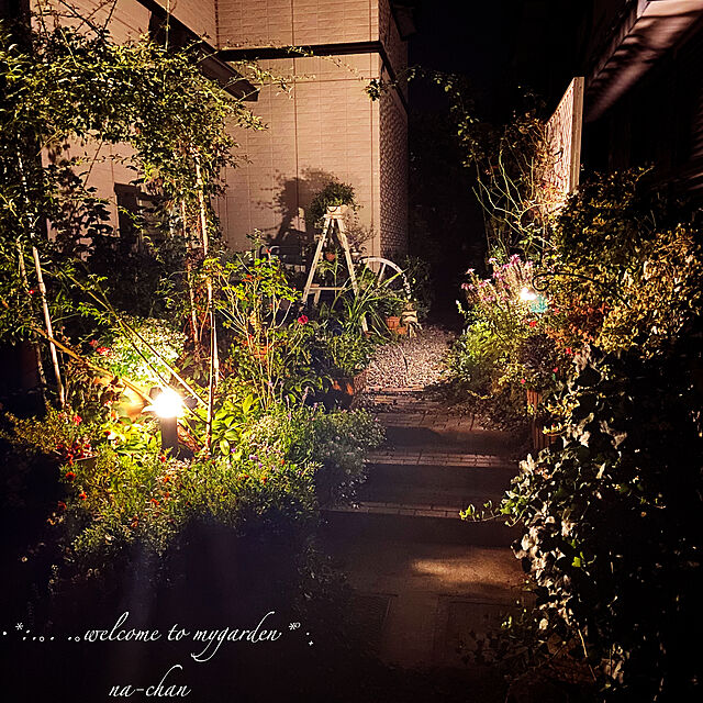 na-chanの-草花の苗/[20年9月中下旬予約]ユーフォルビア：ブラックバード3号ポットの家具・インテリア写真