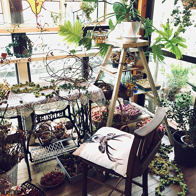 na-chanの遊恵盆栽-観葉植物：フィカスベンジャミン(ベンジャミナ)バロック*天然素材カゴ付き バスケットの家具・インテリア写真