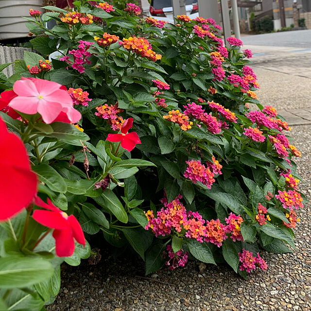 yukarin-gardenの-ランタナ 苗 ジェム ピンクオパール 3.5号 苗 夏の花 夏花壇　220608の家具・インテリア写真
