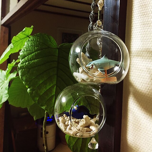 204LABOの-松野ホビー/ハンギンググラスプランツ（アップル）LL/FR-973【01】【取寄】 花器、リース 花器・花瓶 ガラス花器の家具・インテリア写真