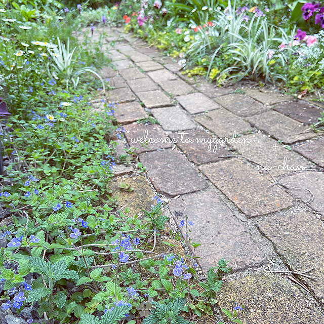 写真付きレビュー グレコマ ヘデラセア バリエガータ 3号ポット苗 カキドオシ 斑入り カラーリーフ 寄せ植え 花苗 多年草 グランドカバー 寄せ植え 花壇 宿根草の通販商品 口コミ情報 Roomclipショッピング