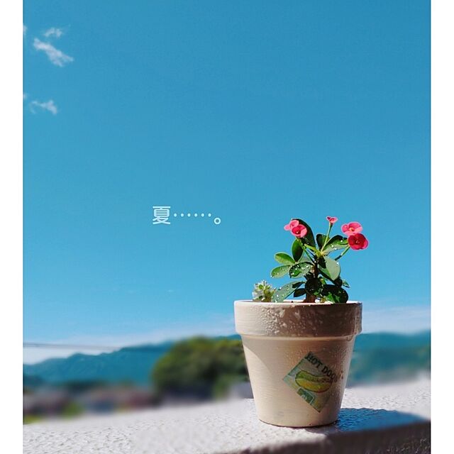 umiumiの-（観葉植物）ユーフォルビア　花キリン　花色おまかせ　４号（１鉢）の家具・インテリア写真