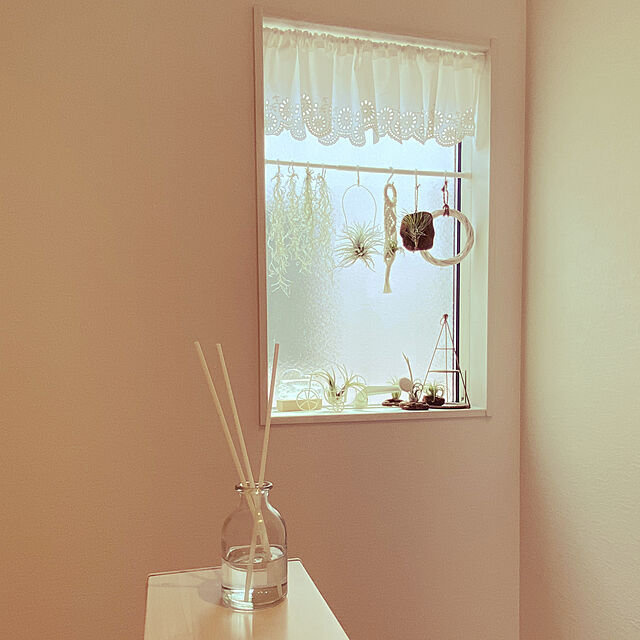 stereoの-エアプランツ チランジア テクトラムXL (12〜13cm) エアープランツの家具・インテリア写真