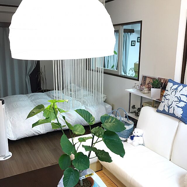 m.kantoh18_mikkoの-フィカス ウンベラータ ゴムの木 白色鉢カバー付 観葉植物 中型 大型 インテリアの家具・インテリア写真