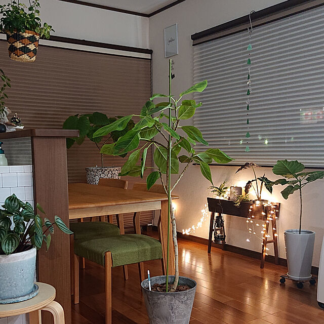 Miyakoの-【取寄品】【納期2〜3か月】Planter（プランター）ウォルナット / greeniche（グリニッチ）【送料無料】の家具・インテリア写真
