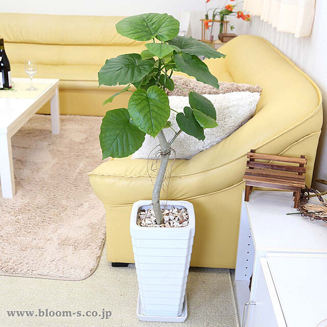BloomingScapeの-ウンベラータ 7号＋ホワイトスクエア陶器鉢 Gタイプの家具・インテリア写真