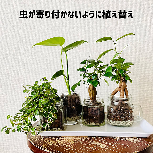 arebanaの-観葉植物 ガジュマル 2号 ガジュマルの木 がじゅまる 苗 小さい ミニ ポット 生花 本物 植物 おすすめ 初心者 育てやすい 室内 おしゃれ かわいい インテリア オフィス デスク 卓上 玄関 風水 寄せ植え ギフト お祝い 開店祝いの家具・インテリア写真