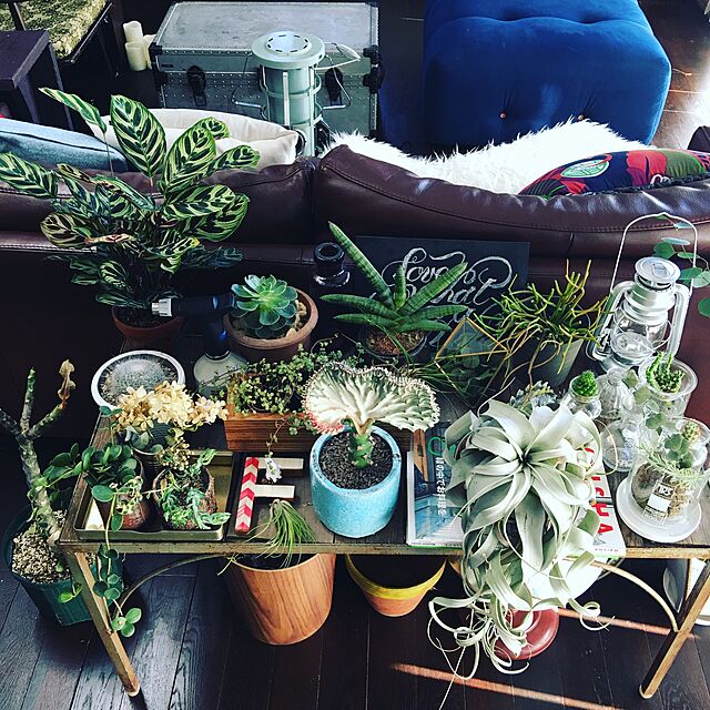 ananya___の-Deco　Room　with　Plants　in　NEW　YORK 植物といきる。心地のいいインテリアと空間のスタイリ [ 川本諭 ]の家具・インテリア写真