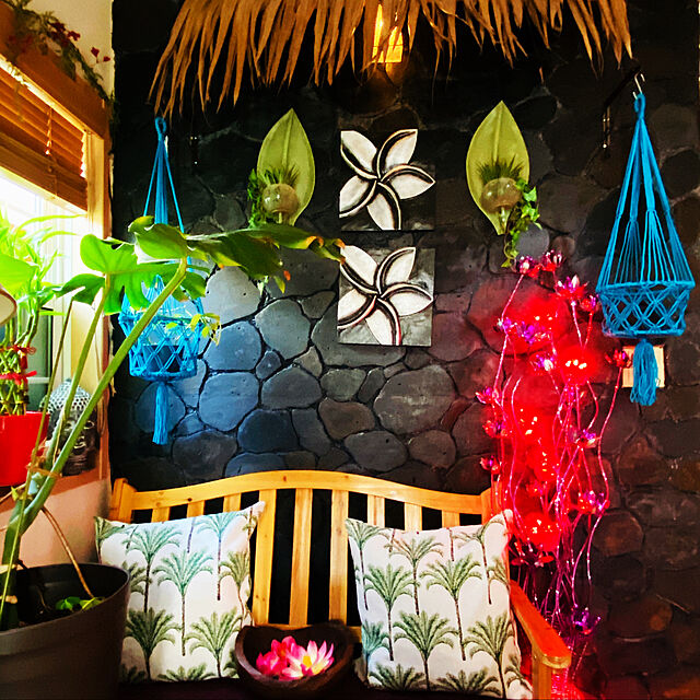 mrs.hawaiiの-ミリオンバンブー ドラセナ サンデリアーナ 6号鉢サイズ 鉢植え 送料無料 薫る花 観葉植物 おしゃれ インテリアグリーン 中型 小型の家具・インテリア写真