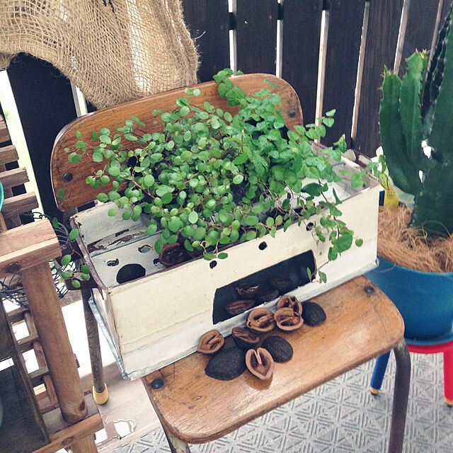 komachangの-※ワイヤープランツ（3号）【人気】観葉植物　ガーデニング葉物　ガーデン葉物　苗　グランドカバーの家具・インテリア写真