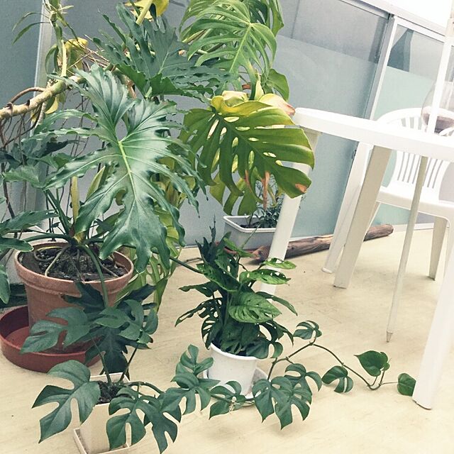 DAICHIの-フィロデンドロン セローム高さ40cm×幅24cm 4号プラ鉢 観葉植物の家具・インテリア写真