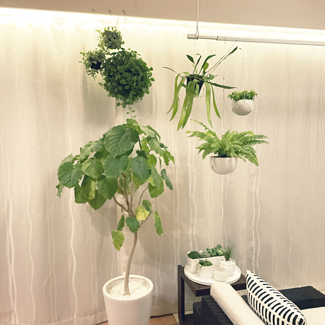 nanakoの-エピフィルム・プミラム（姫月下美人）観葉植物　吊るすの家具・インテリア写真
