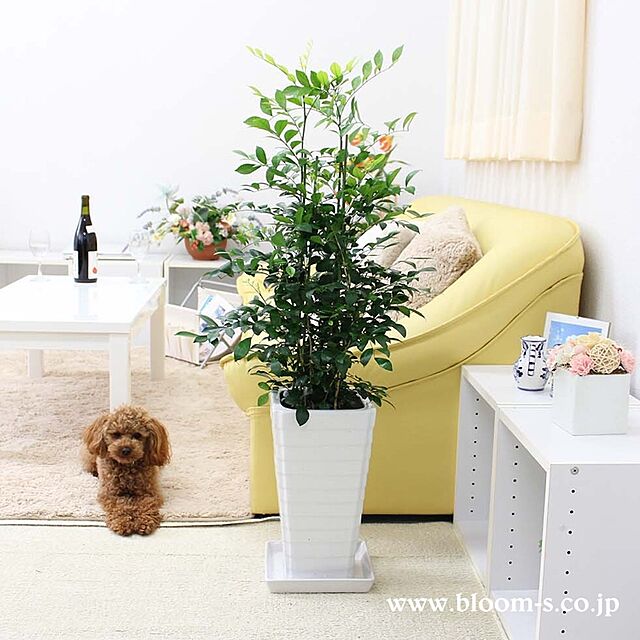 BloomingScapeの-シルクジャスミン 7号 スクエアホワイト陶器鉢 Gタイプの家具・インテリア写真