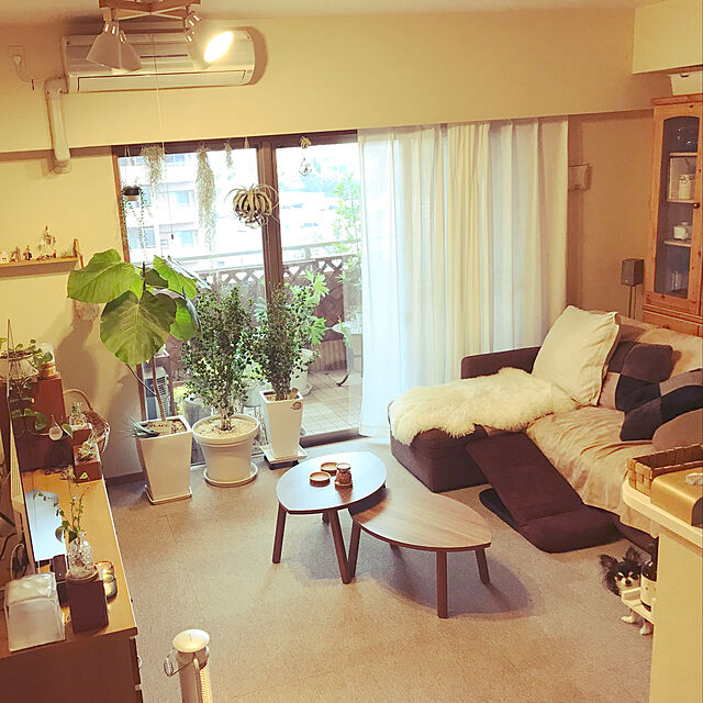 Harumiの-ペットスロープ PS-02 ブラウンの家具・インテリア写真