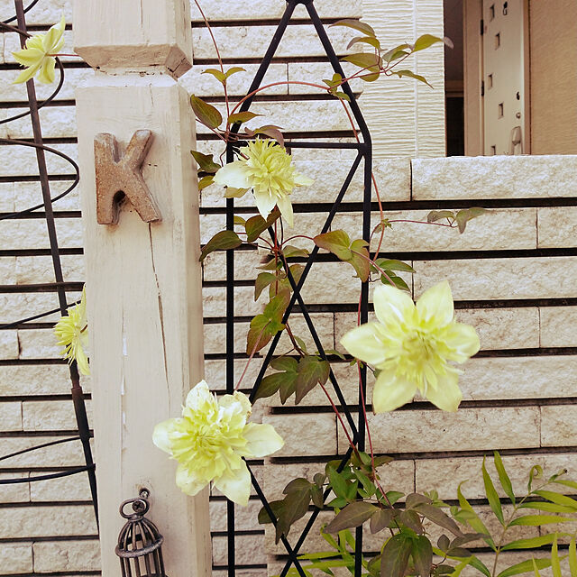 chocoの-（観葉植物）クレマチス　シーボルディ＆シロマンエ　ミックス植え　6号（1鉢）（説明書付き）の家具・インテリア写真