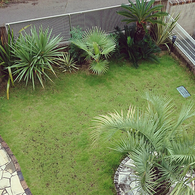 ot-gardenの-New!【現品・現物】ユッカ・ブライトエッジ　斑入りユッカ　7号　1番2番の家具・インテリア写真