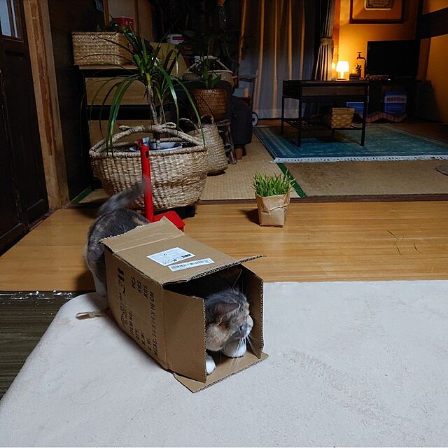 fukuの無印良品-無印良品 猫草栽培セット 2個入り 2セット 良品計画の家具・インテリア写真