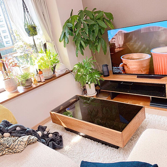 Tenの-（観葉植物）アグラオネマ　サイアムオーロラ　3．5〜4号（1鉢）　北海道冬季発送不可の家具・インテリア写真