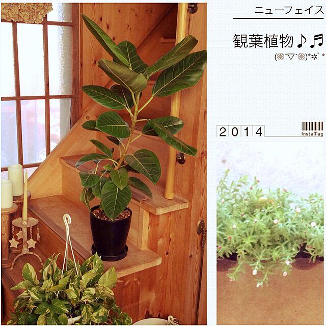 20rose_mamiの-人工観葉植物 ポトス 45cmの家具・インテリア写真