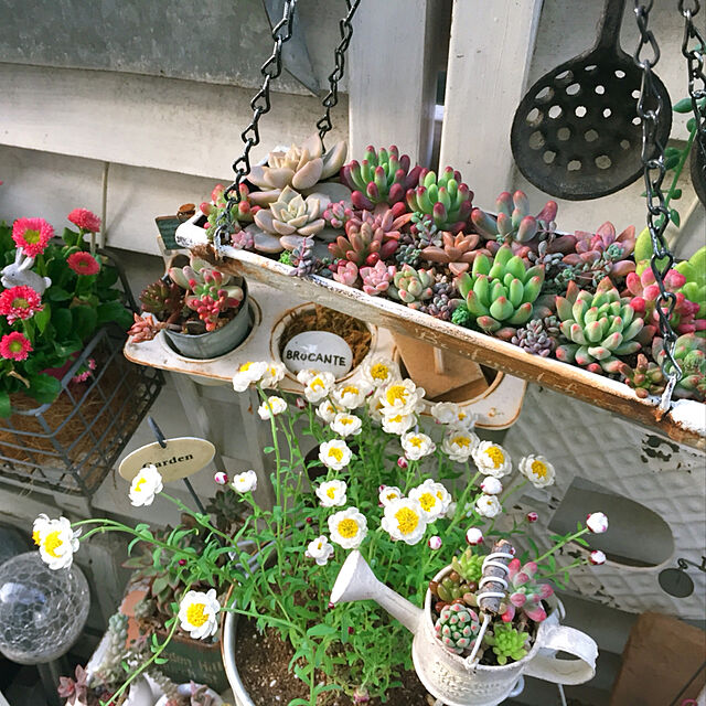 kurumichocoの-多肉植物ポット苗　 スノージェイドの家具・インテリア写真