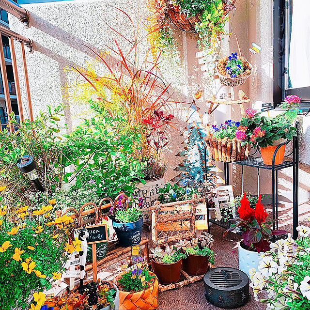 Tenの-【当店農場生産】ランタナ 七変化 9センチポット苗 夏に強いお花です☆の家具・インテリア写真