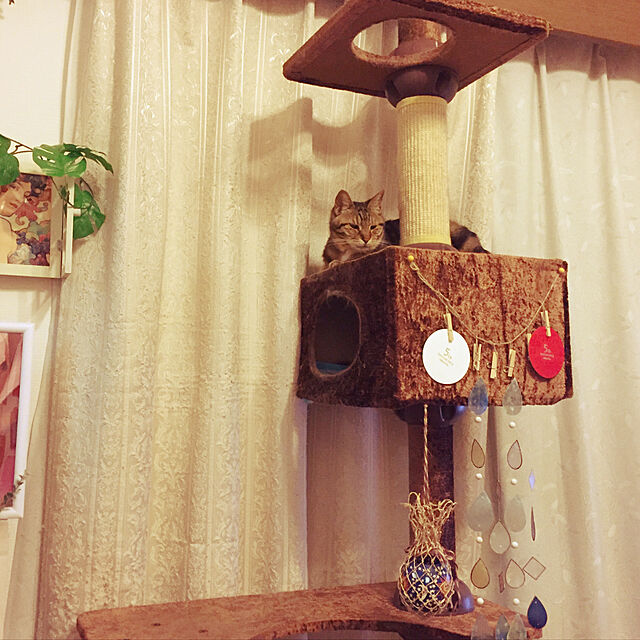 lavie0125のアイリスオーヤマ-【最大350円OFFクーポン有！ワンにゃんDAY】キャットランド 天井突っ張りタイプ 送料無料 猫 ねこ 猫用 おもちゃ キャットタワー 猫タワー ネコ ペット用品 CLD-240の家具・インテリア写真