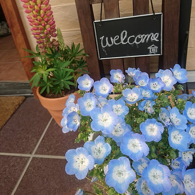 写真付きレビュー 日光種苗 ネモフィラ インシグニスブルー 10ml入 約4900粒 郵送対応 の通販商品 口コミ情報 Roomclipショッピング