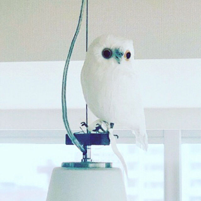 Eriの-Owl White　【S】横向き　フクロウ PUEBCO Artificial Birdsプエブコ アーティフィシャルバード107073【あす楽対応_東海】の家具・インテリア写真