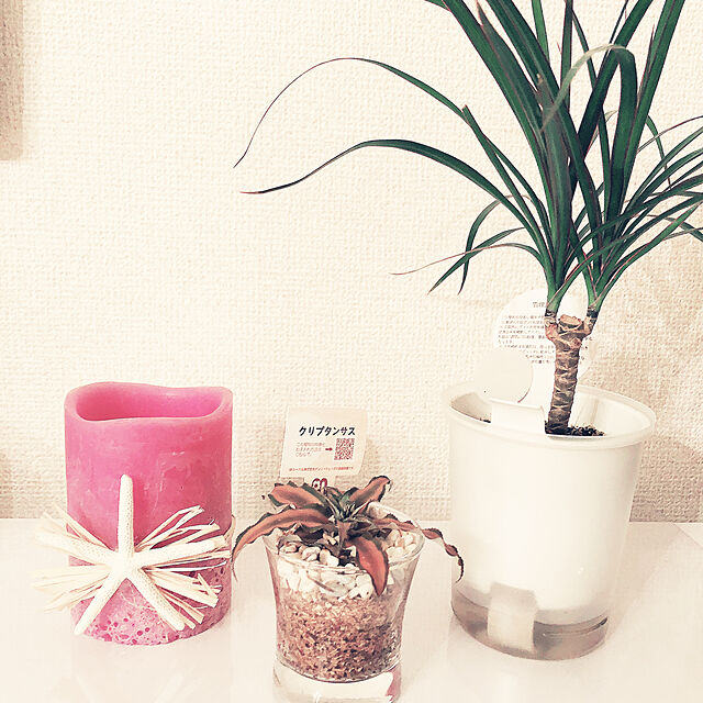 Julyの無印良品-瀬戸焼の鉢 ドラセナ・パープルコンパクタ ２号の家具・インテリア写真