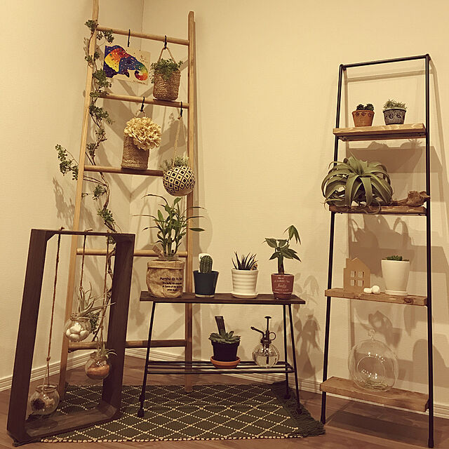 harumiの無印良品-【ネット限定】リサイクルテラコッタに植えた観葉植物 ロタンディフォーリアの家具・インテリア写真