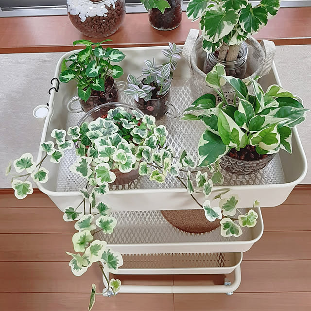 写真付きレビュー ヘデラ 雪ほたる 9cmポット アイビー 斑入りヘデラ 観葉植物 インテリア おしゃれ 登録品種の通販商品 口コミ情報 Roomclipショッピング