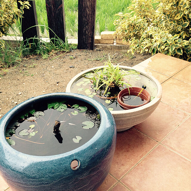 hiroomの-（ビオトープ）水辺植物　メダカの隠れ家　置くだけ簡単　インスタントビオトープ　LOWタイプ（寄せ植え）（1鉢）水質浄化　隠れ家【HLS_DU】の家具・インテリア写真