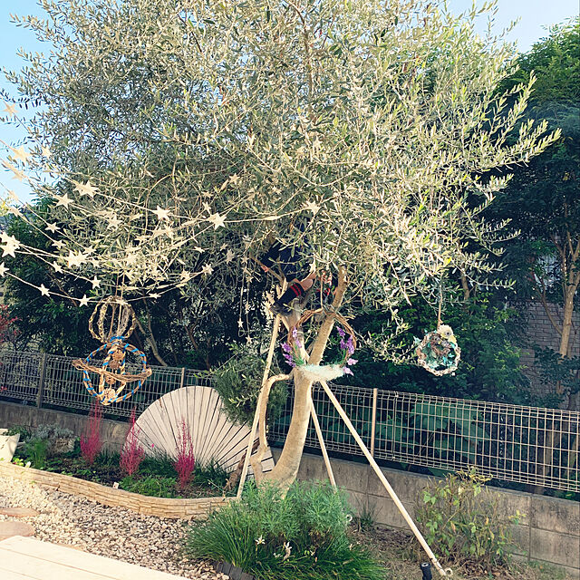 satoの観葉植物のパーフェクトグリーン-オリーブの木 観葉植物 本物 インテリア ホワイトセラアート鉢 8号 大型 中型の家具・インテリア写真