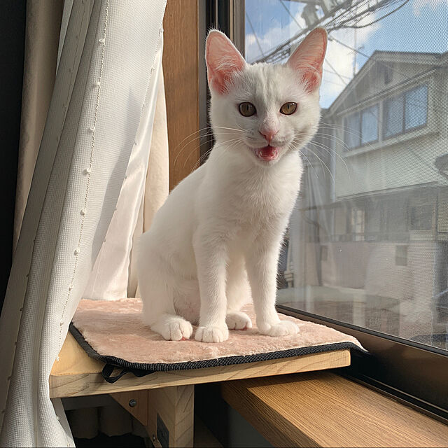 keiのPetsfit-Petsfit 猫窓用ベッド キャットソファー ウインドウベッド マット付き 取り付けタイプ 日向ぼっこの家具・インテリア写真