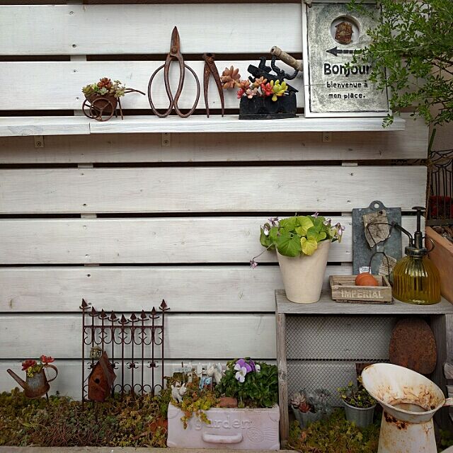 kokkomachaの-ニオイスミレ オーロラ3号 甘い香りの花 鉢花 においすみれ 多年草 花 フラワー 販売 通販 種類の家具・インテリア写真