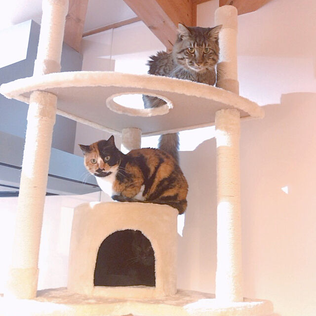 komasuiのアイリスオーヤマ(IRIS OHYAMA)-キャットタワー 突っ張り 隠れ家付き トンネル 爪とぎ 省スペース 猫タワー スリム 多頭飼いの家具・インテリア写真