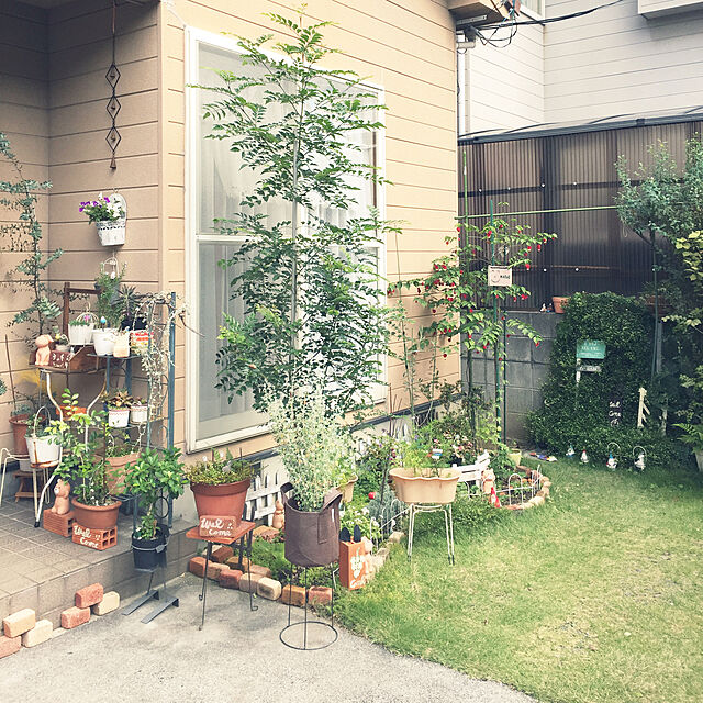 takakoの-（観葉植物）ワイヤープランツ　3号（1ポット）【HLS_DU】の家具・インテリア写真
