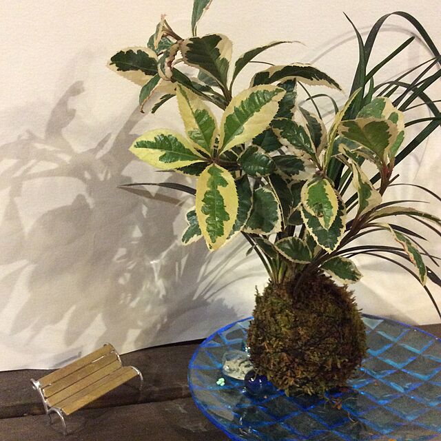 Chisakoの遊恵盆栽-苔玉盆栽：苔玉 出猩々もみじ（受け皿付）*bonsaiの家具・インテリア写真