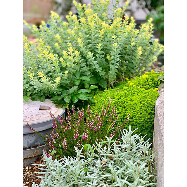 hirokoの-ロータスブリムストーン苗 半常緑多年草 新芽は黄色と美しい植物 イエロー 黄色 グリーン 緑の家具・インテリア写真