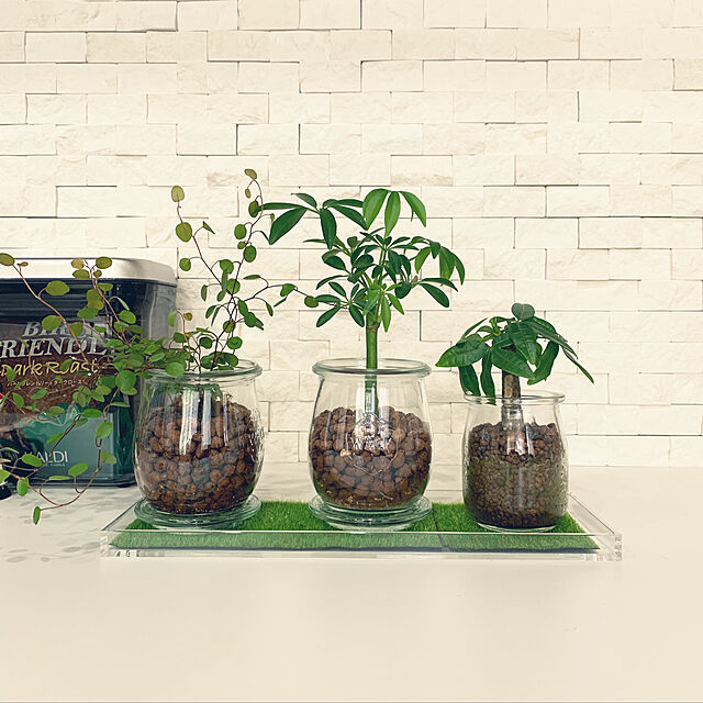 sirotanの-観葉植物 ハイドロカルチャー 苗 シェフレラ コンパクタ プチサイズ 1寸の家具・インテリア写真
