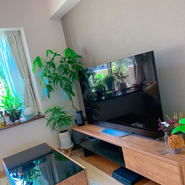 Tenの-壁掛け観葉植物ミドリエ用交換苗「ポトスライム」 〜サントリー・トヨタの新提案〜 絵を飾るようにみどりを飾る 巣ごもりの家具・インテリア写真
