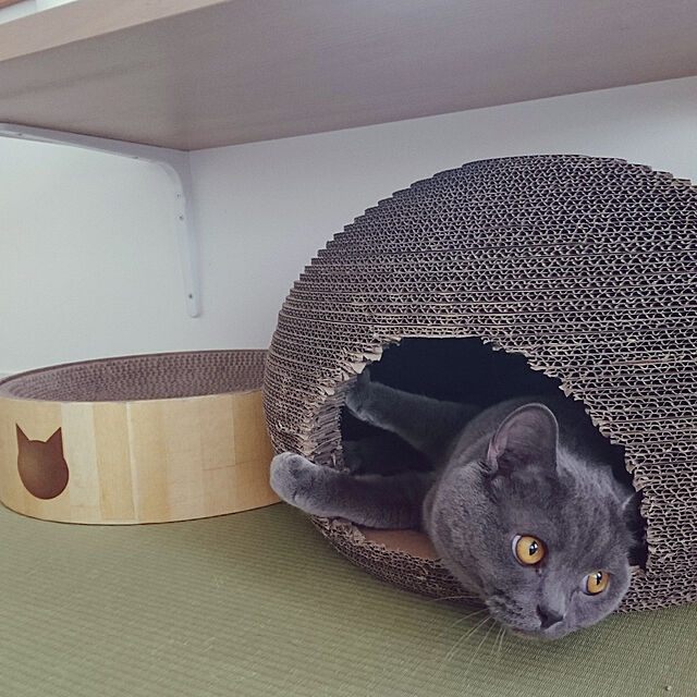 takiko0407の猫壱-【Amazon.co.jp限定】 necoro(ネコロ)ｘ猫壱（necoichi） 猫のくら 私の隠れ家 猫用ベッドの家具・インテリア写真