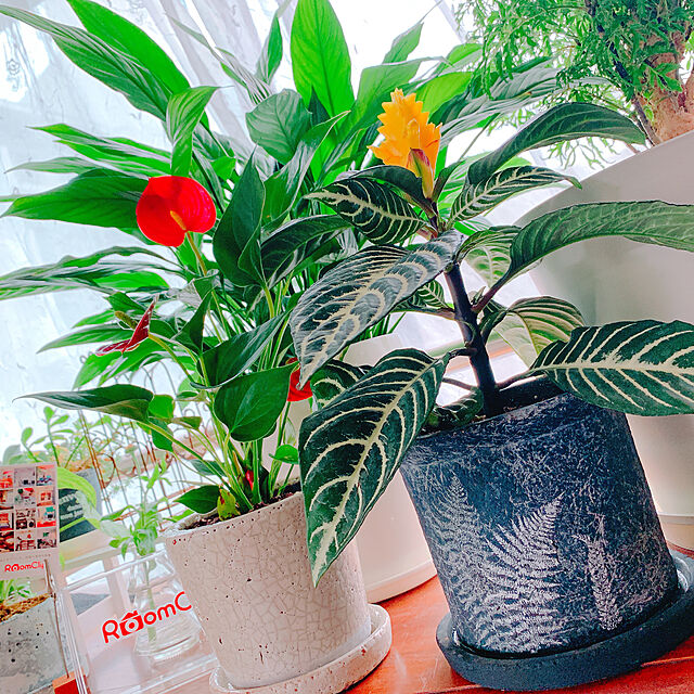 Tenの-観葉植物/ポリシャス タイワンモミジ　5号の家具・インテリア写真