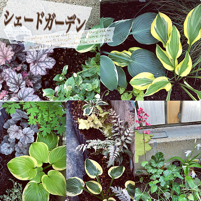 hinamamaの-草花の苗/ギボウシ（ホスタ）：エルニーニョ4.5号ポットの家具・インテリア写真