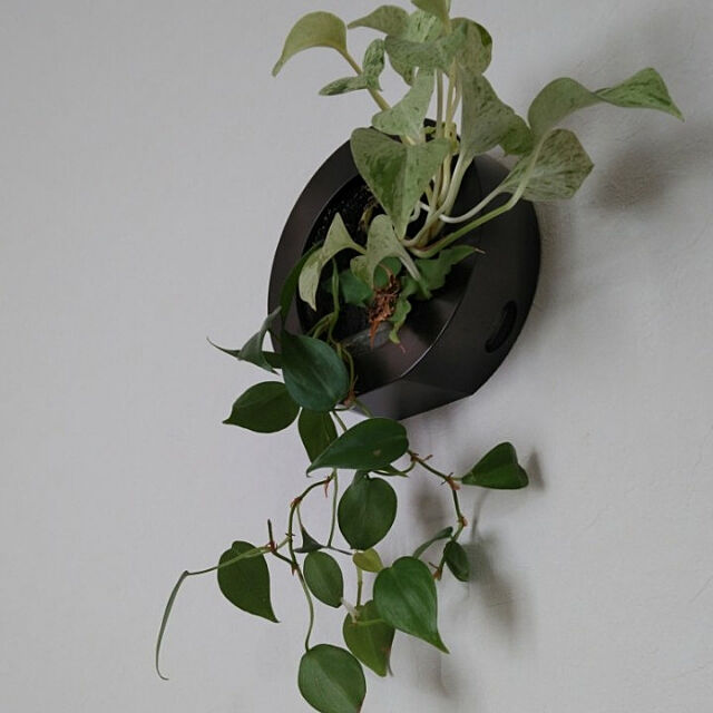 wittyの-土を使わない壁掛け観葉植物 ミドリエ サークルGreenフレーム 3苗 GreenFRAME 観葉植物 吊るす 掛ける Midorie パフカル ウォールグリーンの家具・インテリア写真