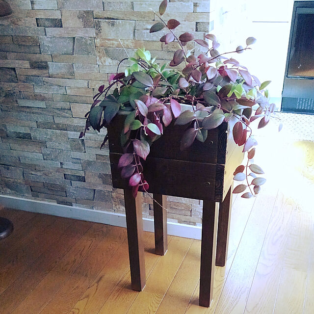 Renの-観葉植物：エスキナンサス ラディカンサス*6号　吊り鉢の家具・インテリア写真