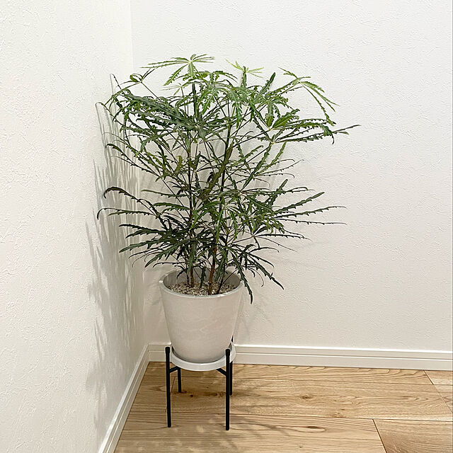 zumiの-ポットスタンドクロス 20 　≪植木鉢 ガーデン雑貨 おしゃれ 可愛い アイアンスタンド スチール製 インテリア≫の家具・インテリア写真