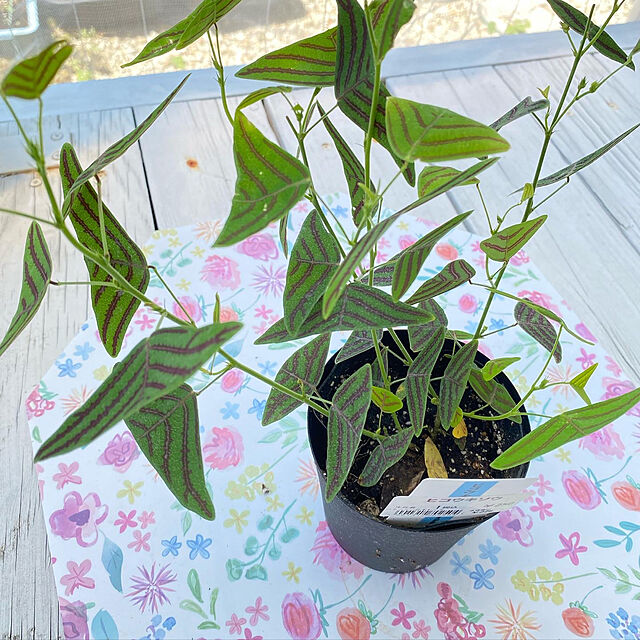 sukkorobiの-ヒコウキソウ 3.5号鉢 飛行機草 観葉植物 インテリア おしゃれの家具・インテリア写真
