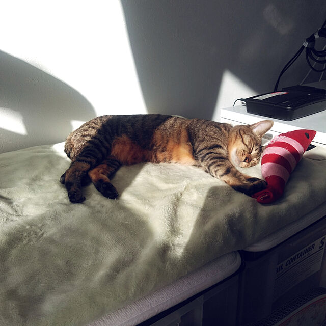futukoのペティオ (Petio)-ペティオ (Petio) 猫用おもちゃ けりぐるみ エビの家具・インテリア写真