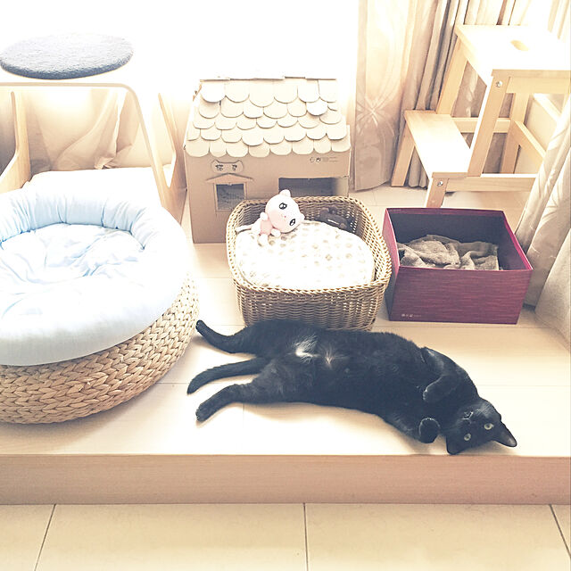 Chia-lingのニトリ-犬・猫用ペットベッド　M(NクールH マル BL M)  【玄関先迄納品】の家具・インテリア写真